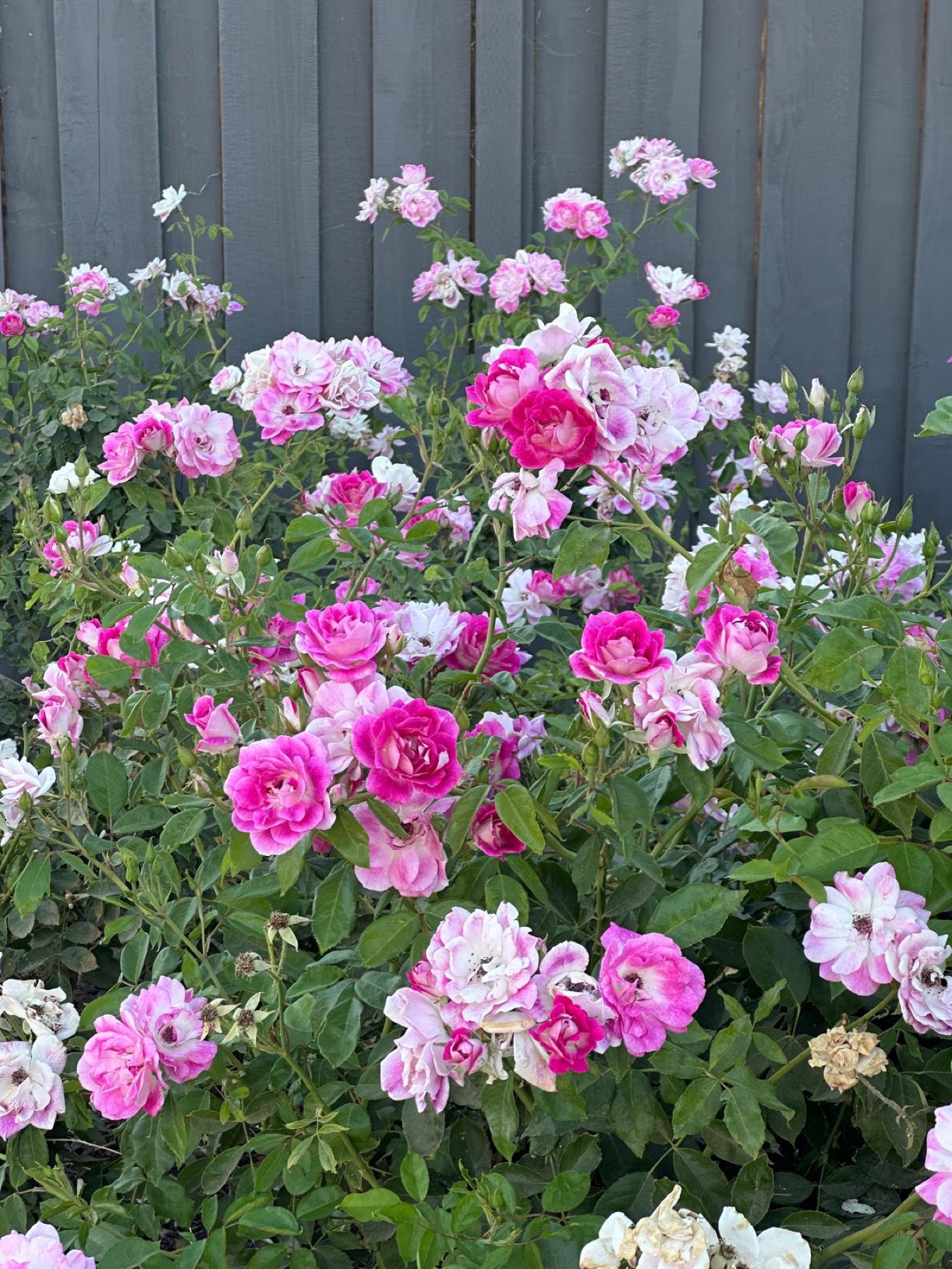 Rose garden