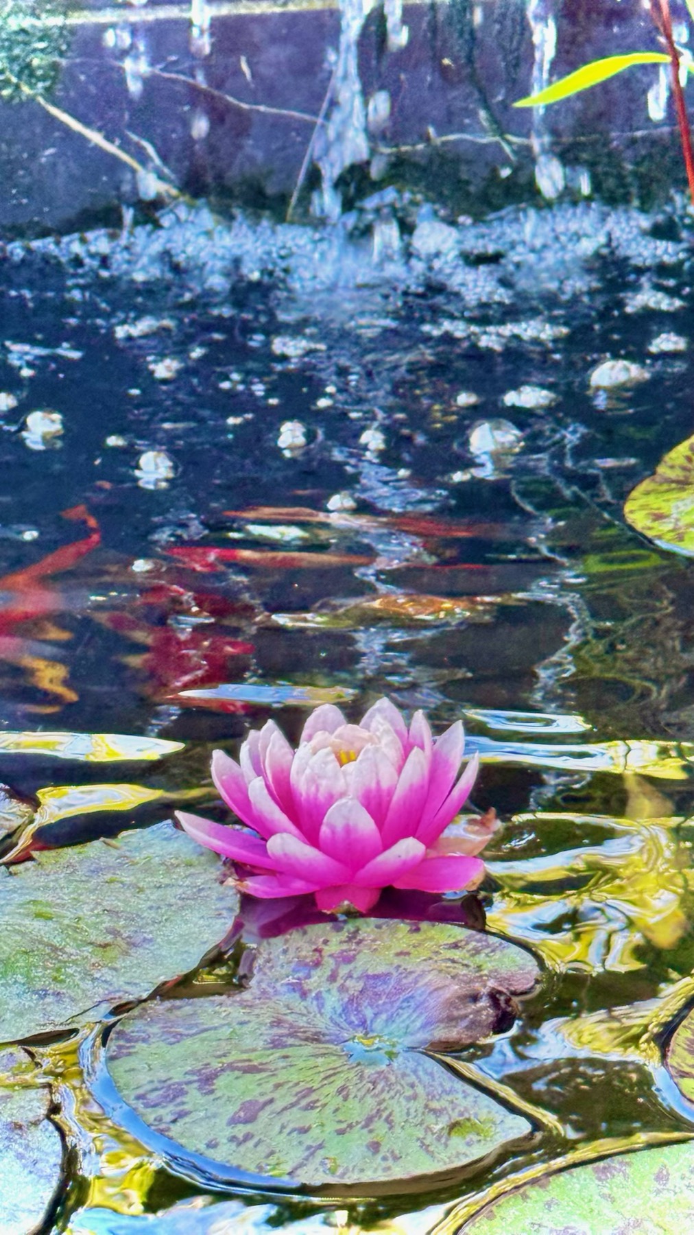 Water lily pond