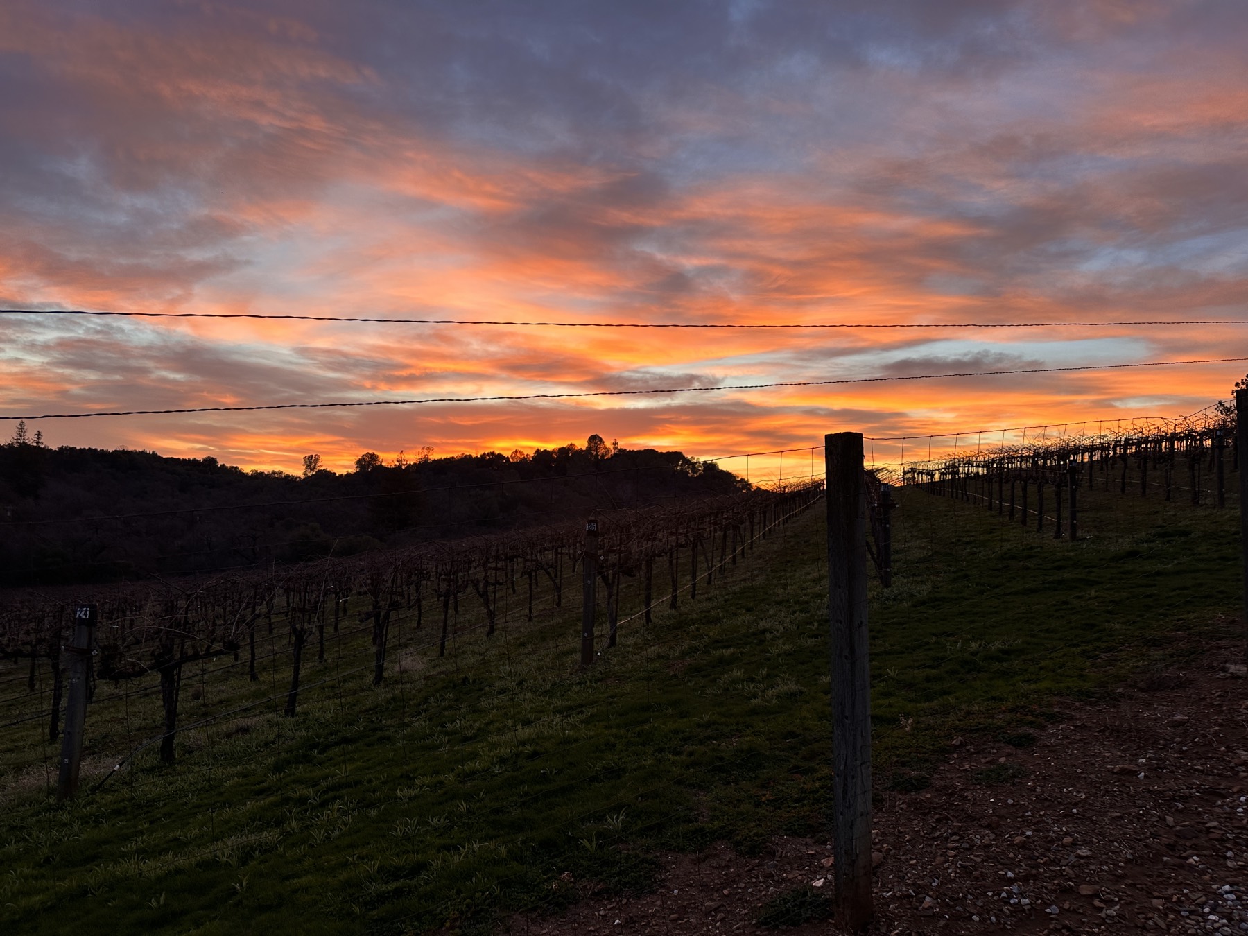 Vineyard sunset
